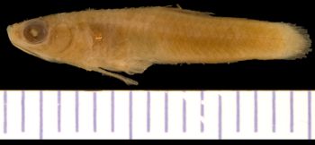 Media type: image; Ichthyology 6254